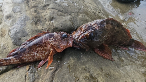 カサゴの釣果