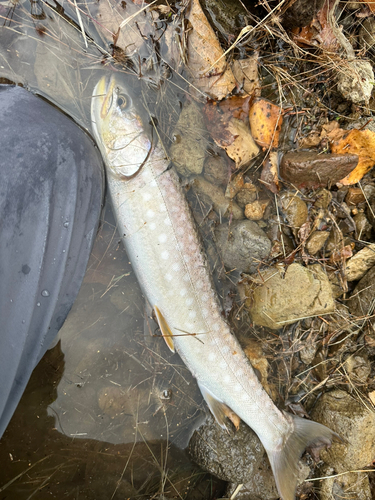 アメマスの釣果