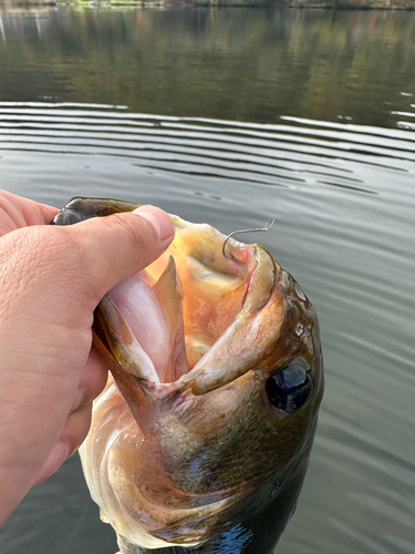 ラージマウスバスの釣果