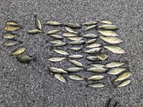 ブラックバスの釣果