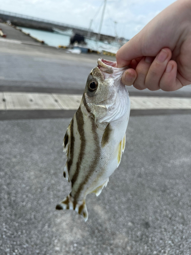 コトヒキの釣果