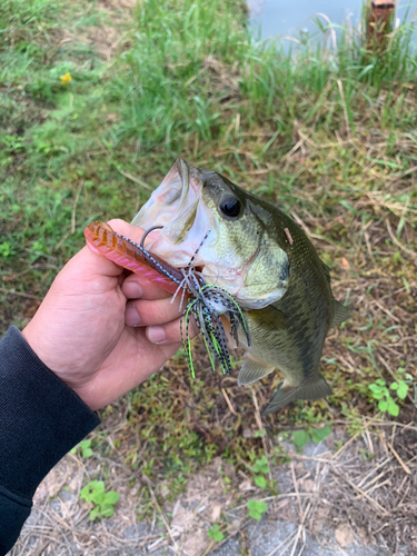 ブラックバスの釣果