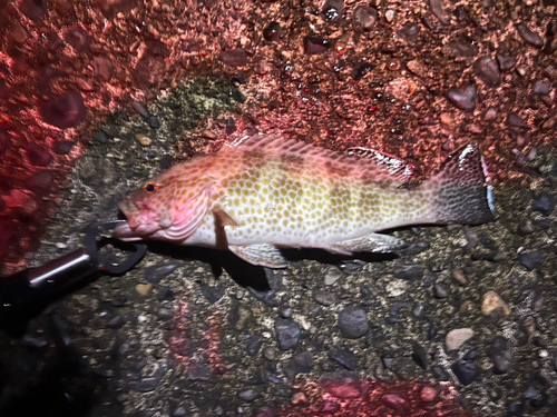 オオモンハタの釣果