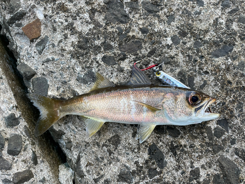 ムツの釣果