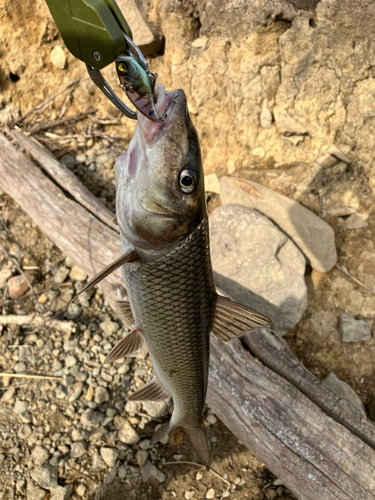 ニゴイの釣果