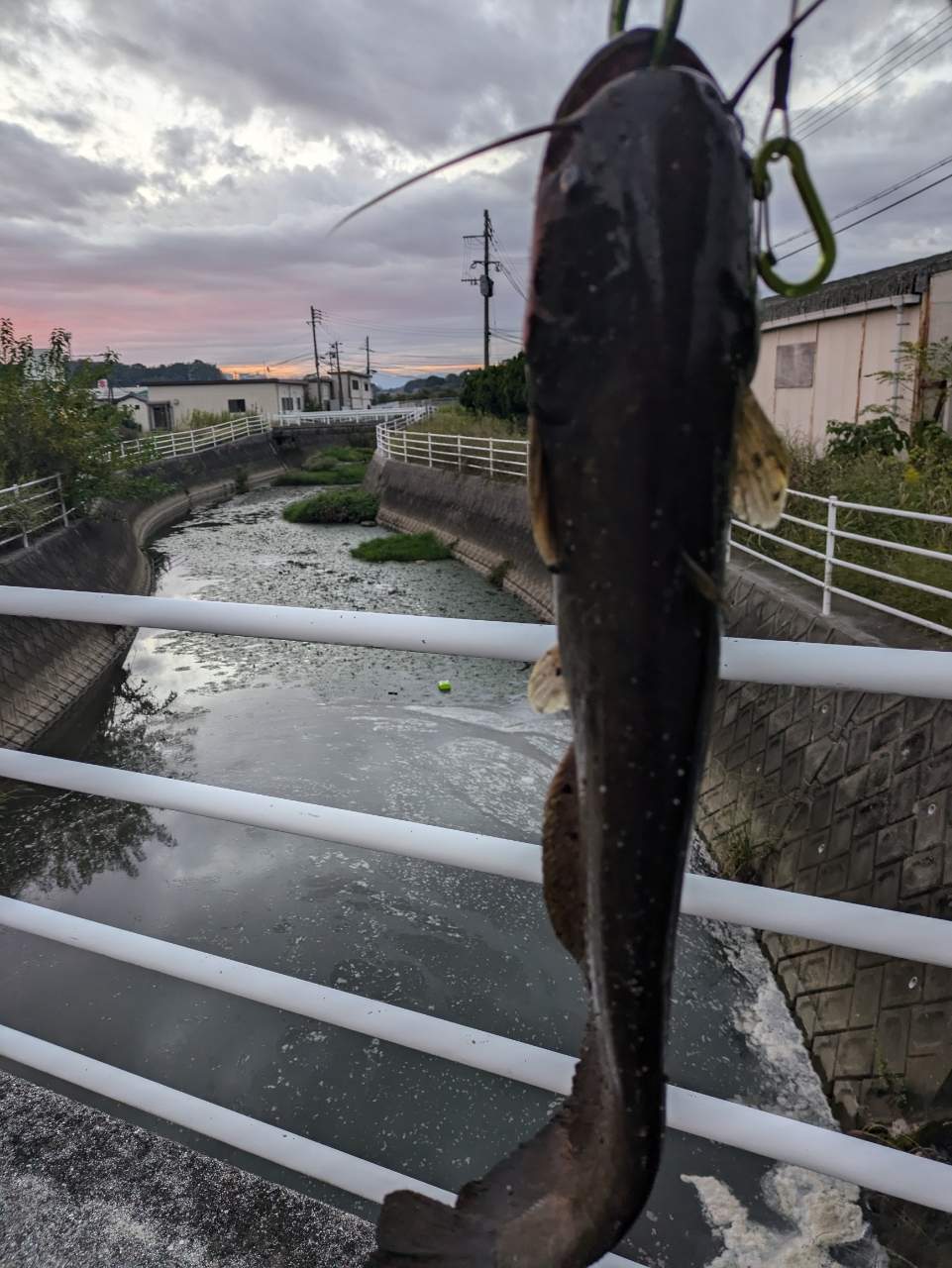 イワトコナマズ