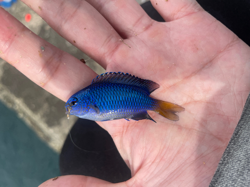 ソラスズメダイの釣果