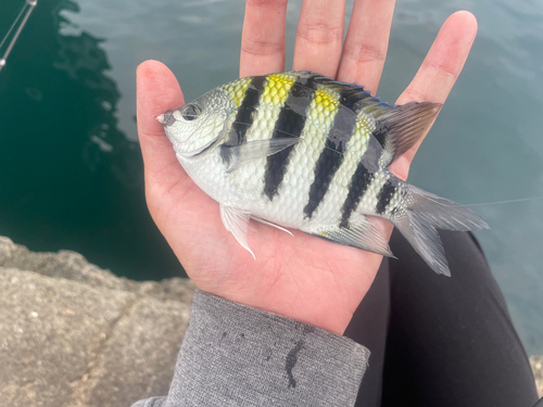 オヤビッチャの釣果