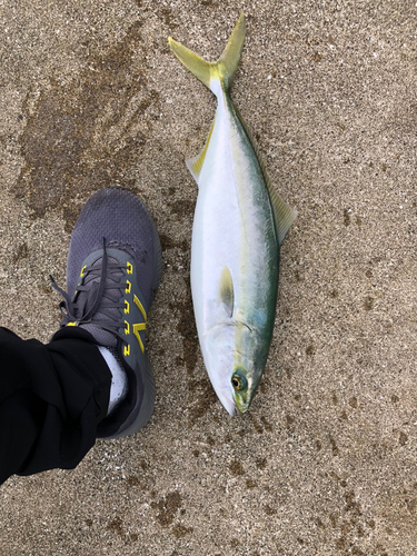 イナダの釣果