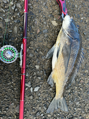 クロダイの釣果