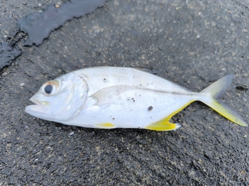 オニヒラアジの釣果