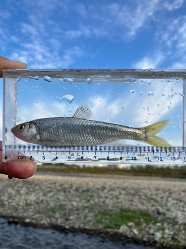 オイカワの釣果