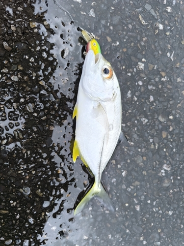 オニヒラアジの釣果