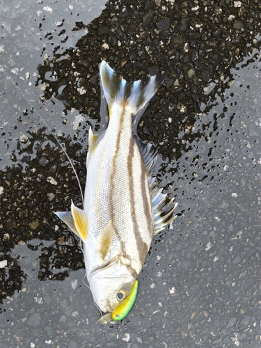 コトヒキの釣果