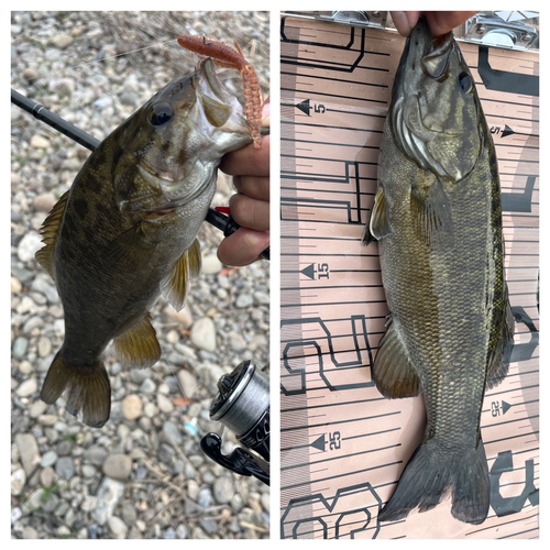 スモールマウスバスの釣果