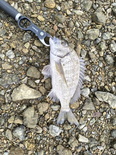 ミナミクロダイの釣果