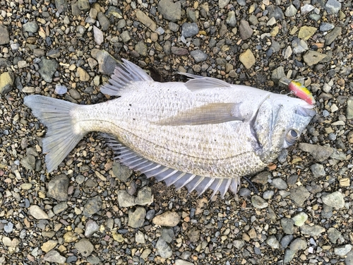 ミナミクロダイの釣果