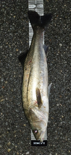 シーバスの釣果