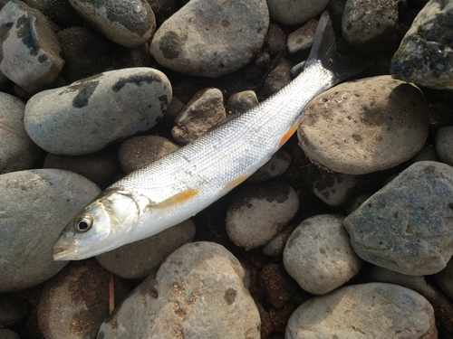 ウグイの釣果