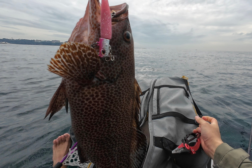 オオモンハタの釣果