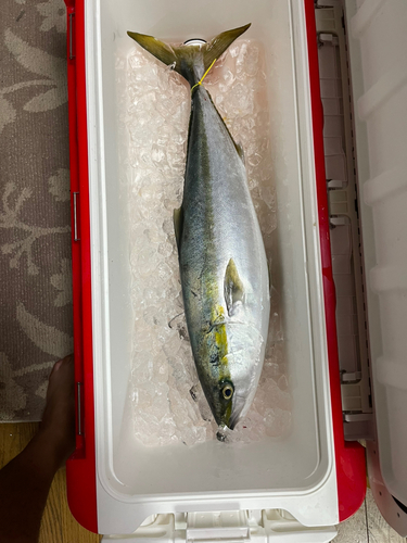 ブリの釣果