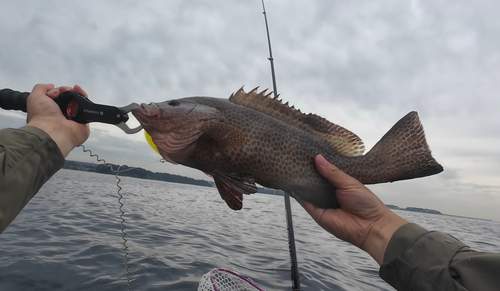 オオモンハタの釣果