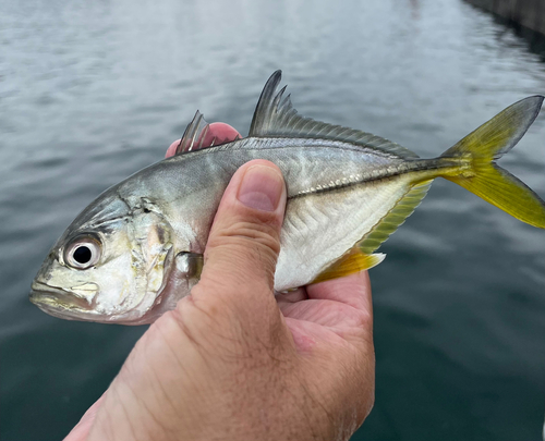 メッキの釣果