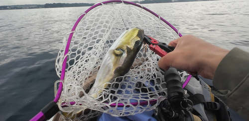 シロサバフグの釣果