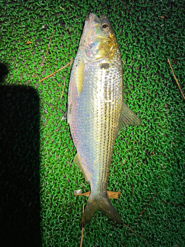 コノシロの釣果