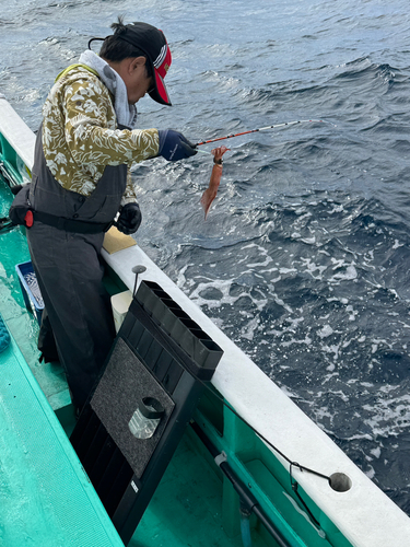 スルメイカの釣果