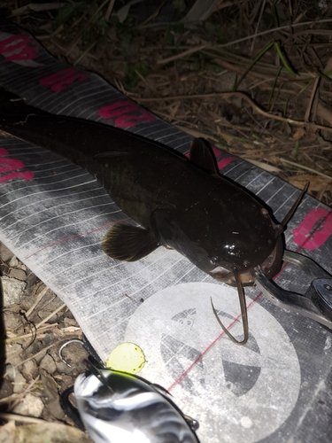 ナマズの釣果