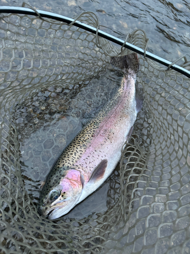 ニジマスの釣果