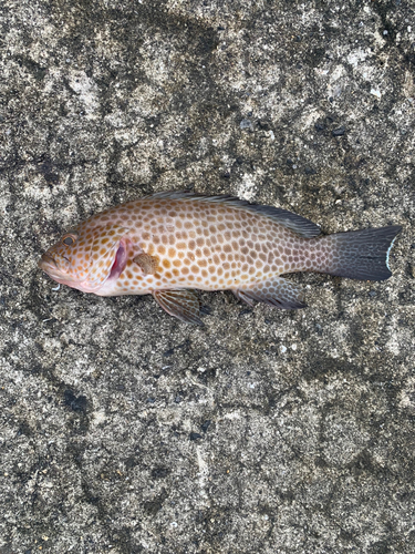 オオモンハタの釣果