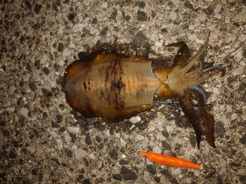 アオリイカの釣果