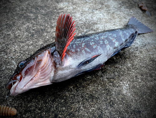 アイナメの釣果