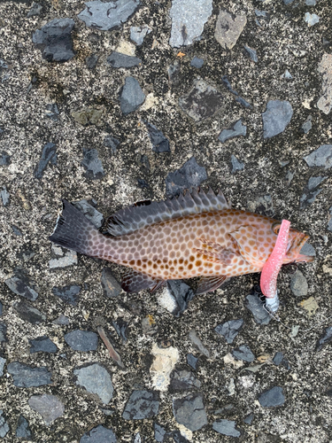 オオモンハタの釣果