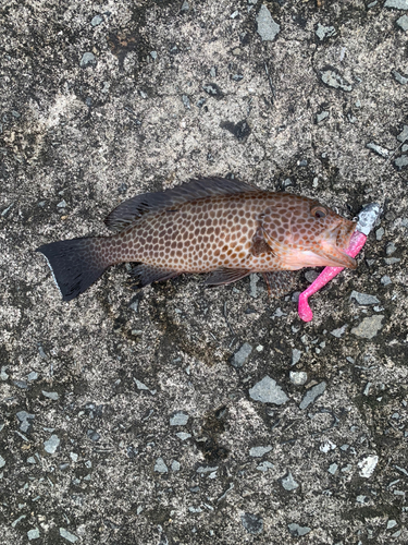 オオモンハタの釣果