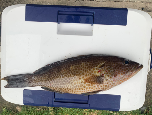 オオモンハタの釣果