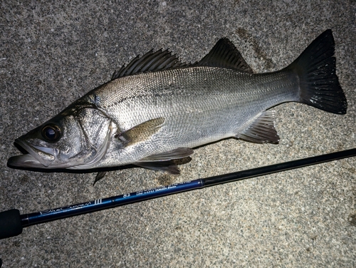 セイゴ（ヒラスズキ）の釣果