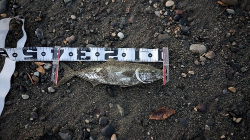 イナダの釣果