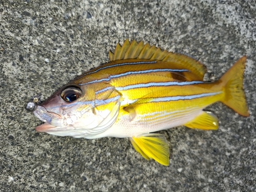 ヨスジフエダイの釣果