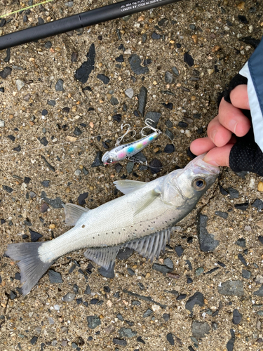 セイゴ（タイリクスズキ）の釣果