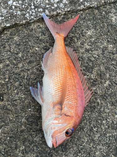 マダイの釣果