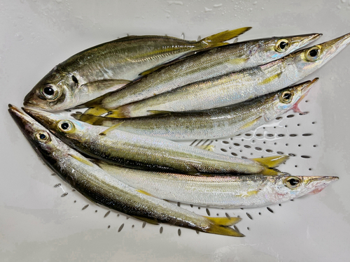 カマスの釣果