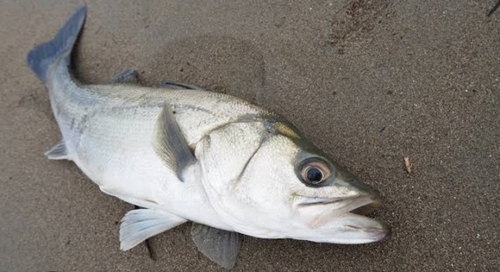 スズキの釣果