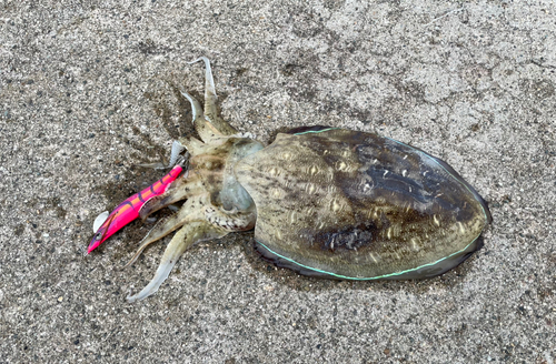 モンゴウイカの釣果