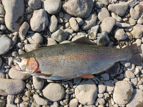 ニジマスの釣果