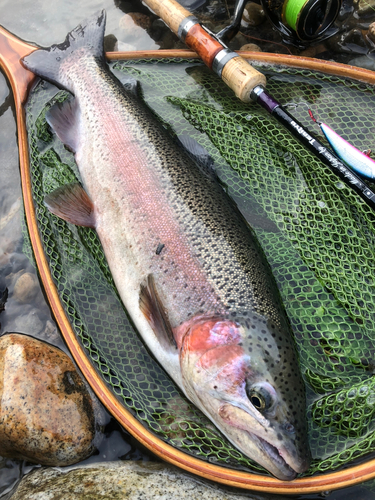 ニジマスの釣果