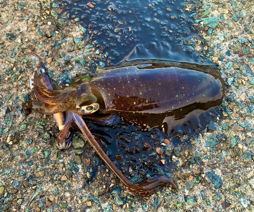 アオリイカの釣果