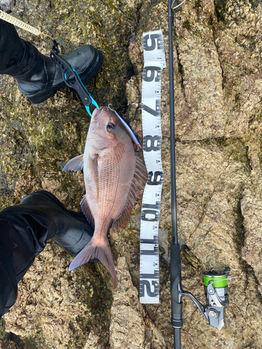 マダイの釣果